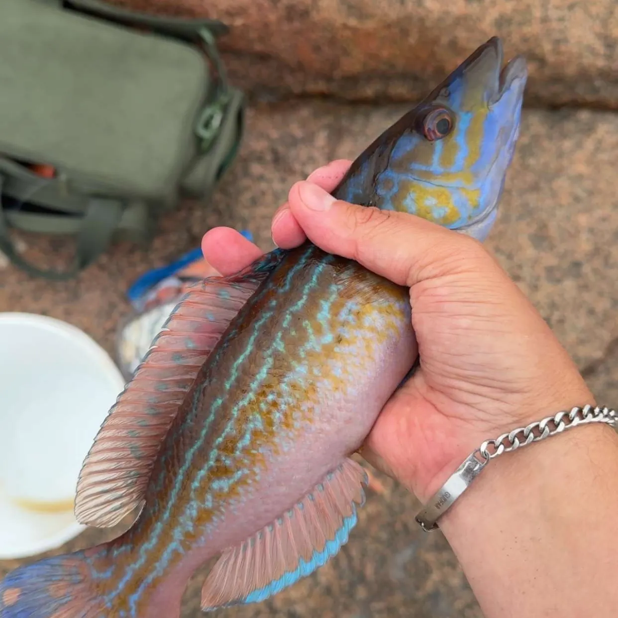 Cuckoo wrasse caught on Fishbrain