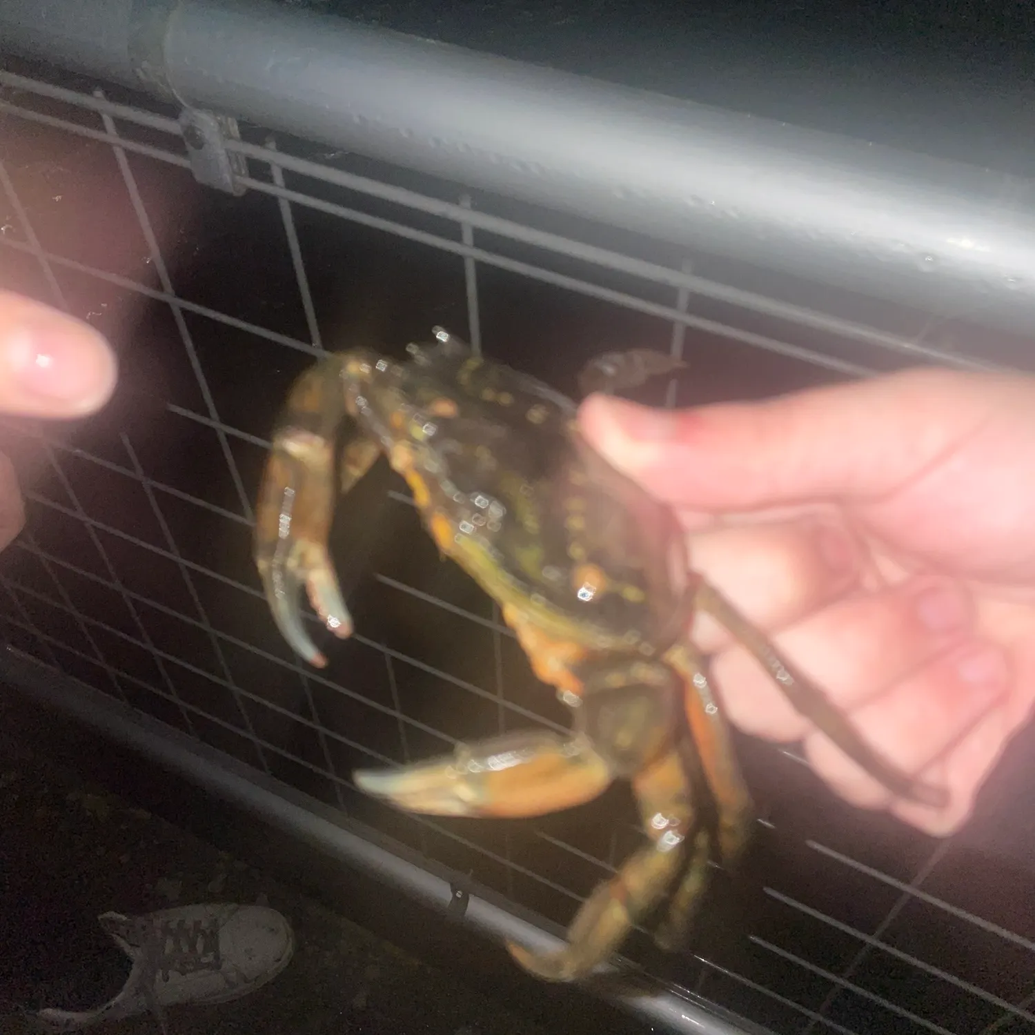 The most recent Green crab catches on Fishbrain