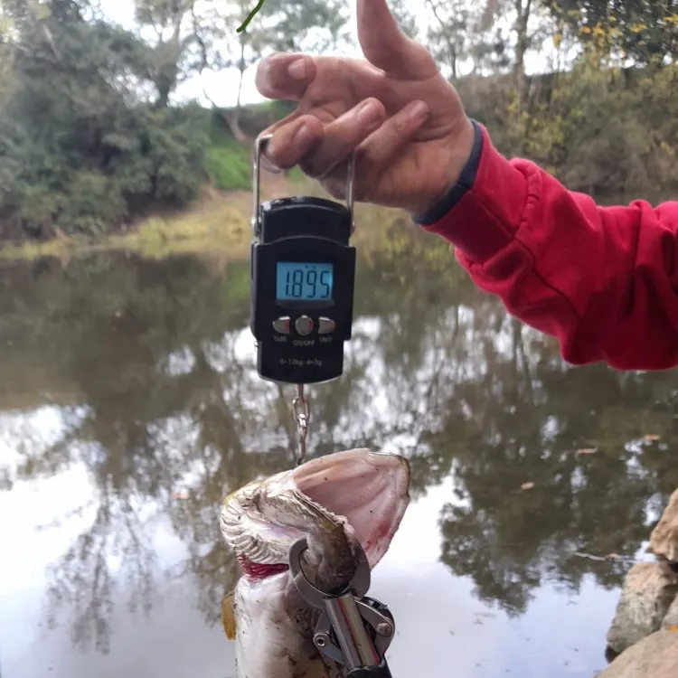 The most recent Lake trout catches on Fishbrain