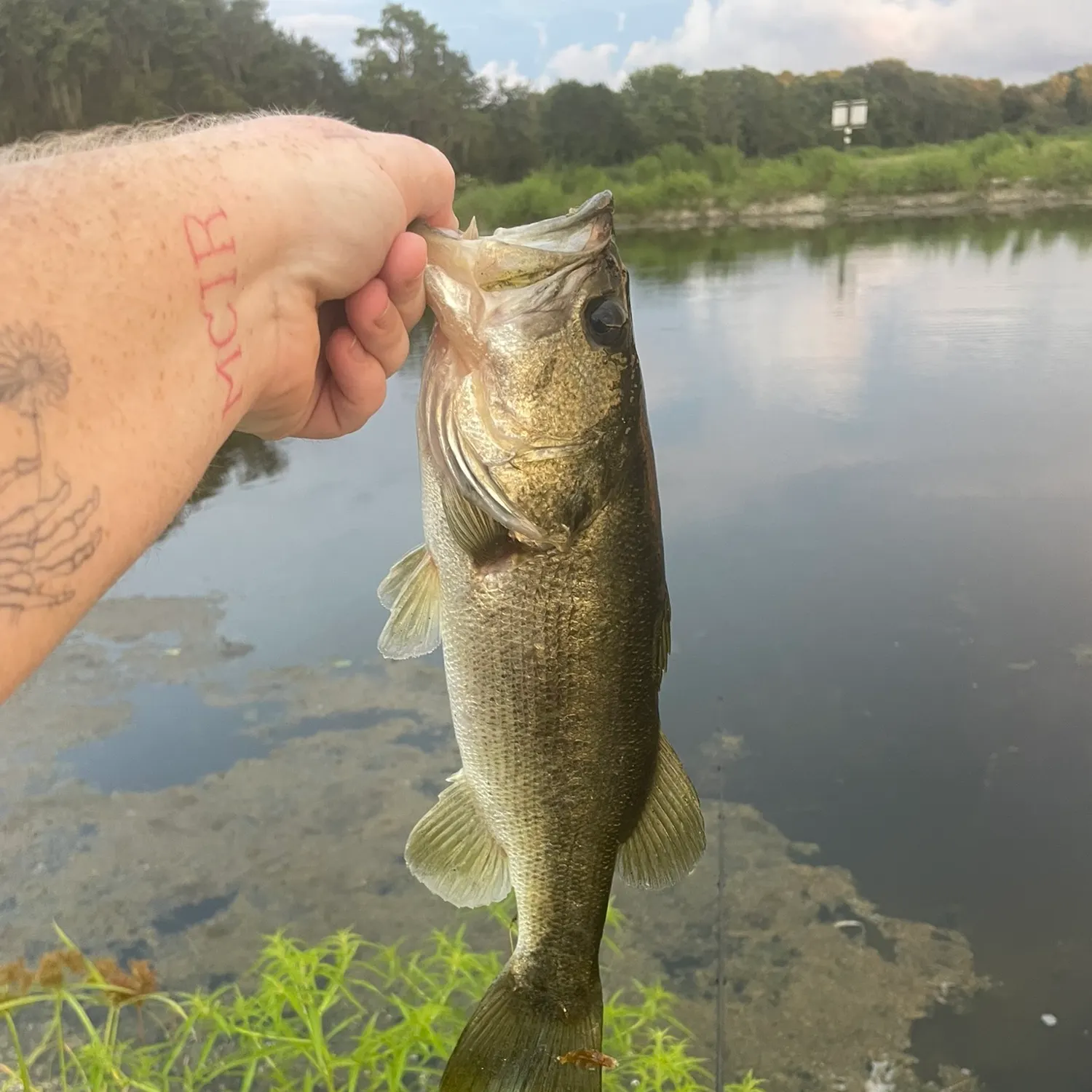 Largemouth bass caught on Fishbrain