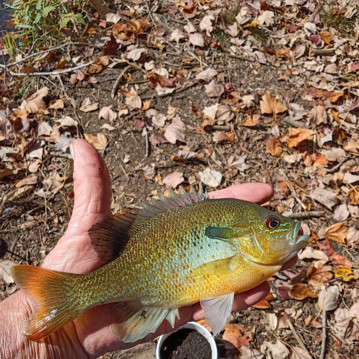 Redbreast sunfish caught on Fishbrain