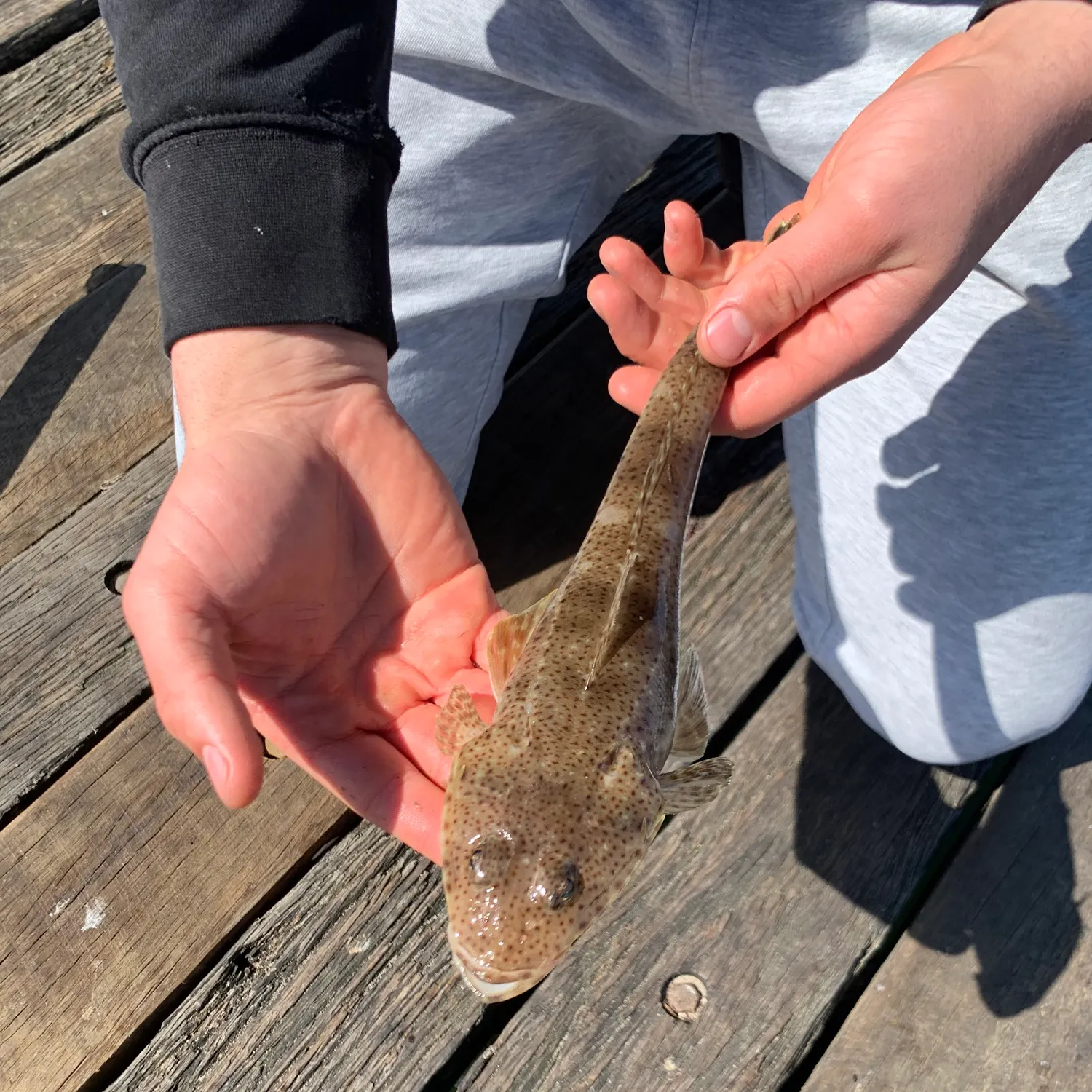 Dusky flathead caught on Fishbrain