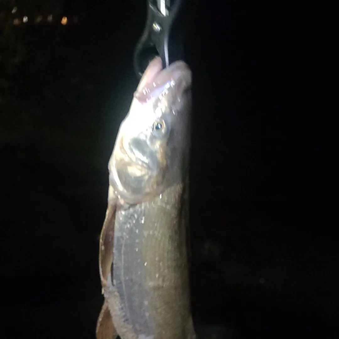 The most recent Northern pikeminnow catches on Fishbrain