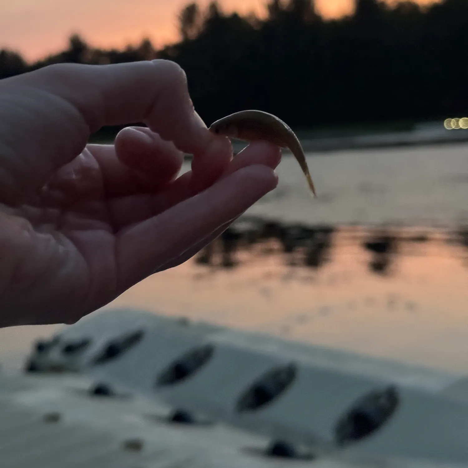 The most recent Fathead minnow catches on Fishbrain