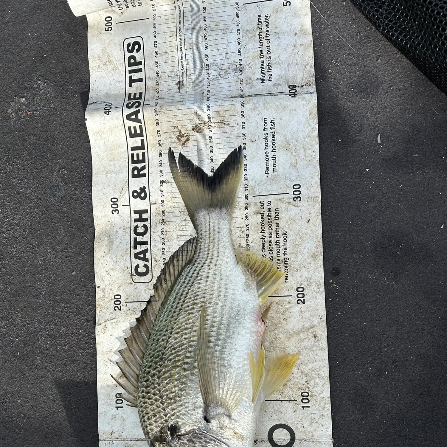 recently logged catches