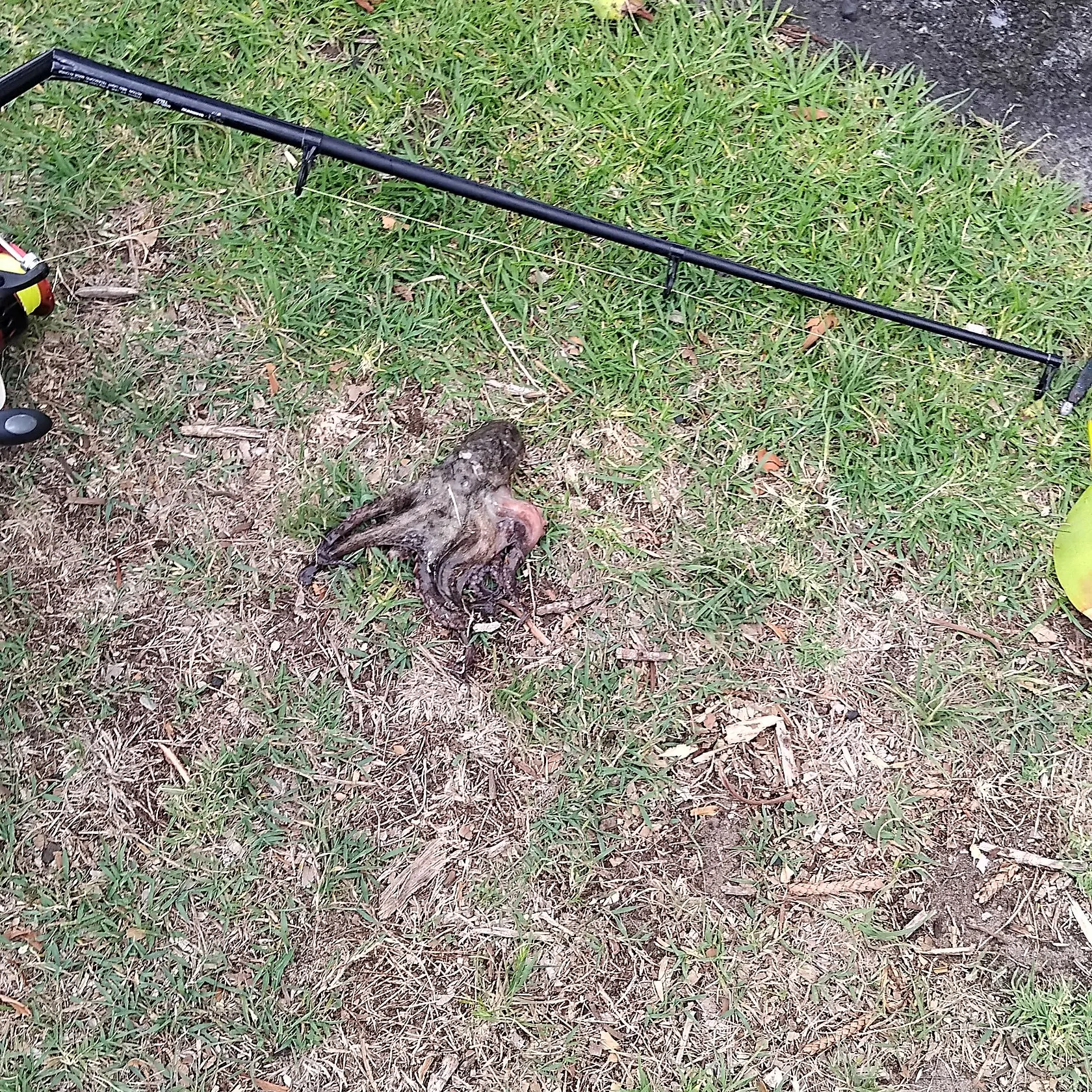 The most recent Common octopus catches on Fishbrain