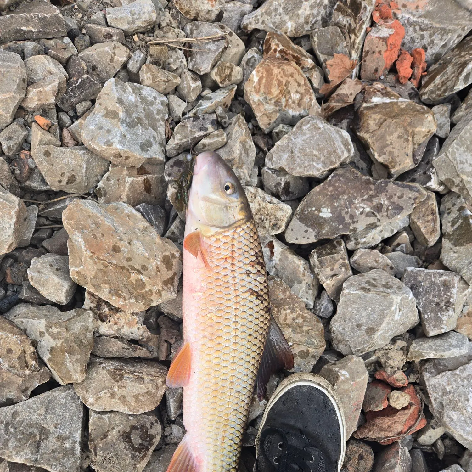 Shorthead redhorse caught on Fishbrain