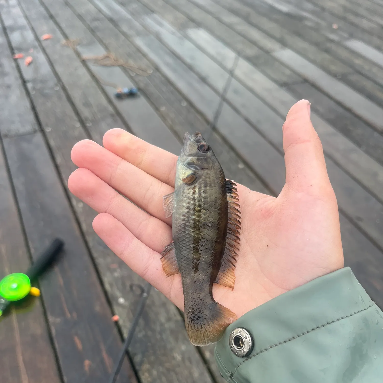 The most recent Goldsinny wrasse catches on Fishbrain