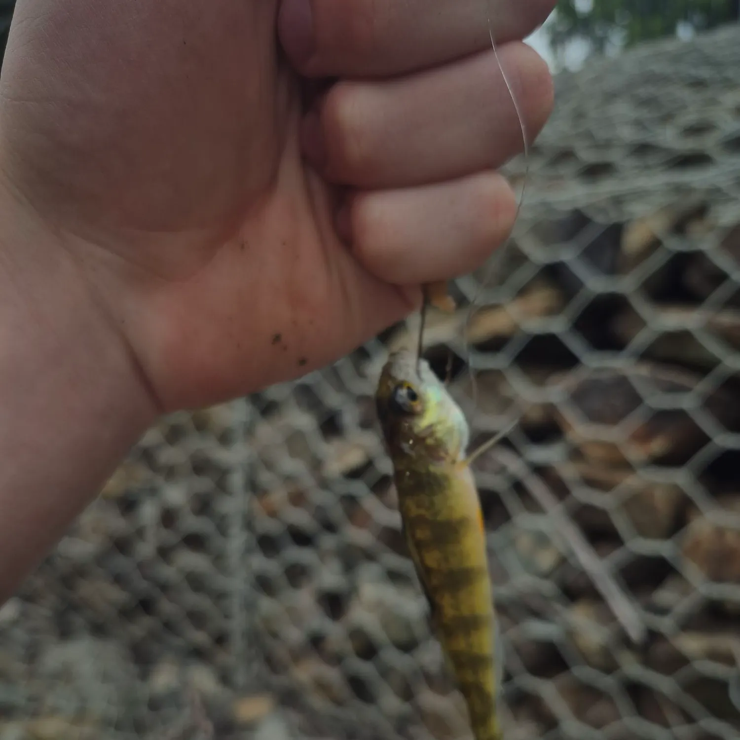 Yellow perch caught on Fishbrain