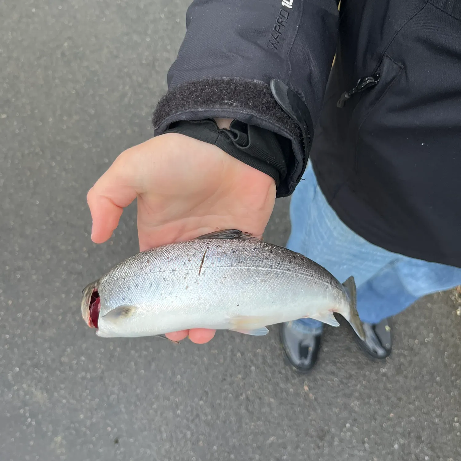 Fish caught on Fishbrain