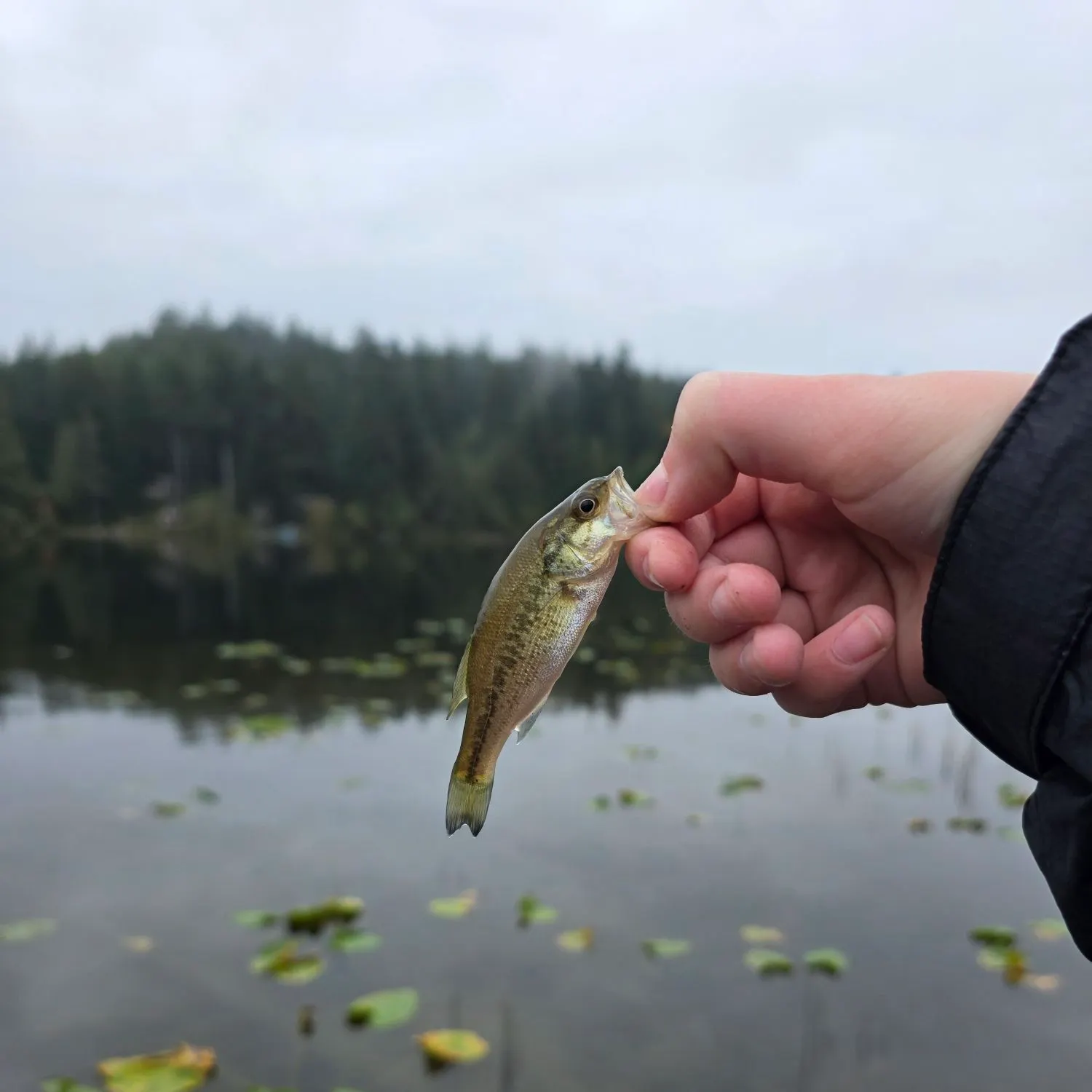 The most recent Southern bluefin tuna catches on Fishbrain