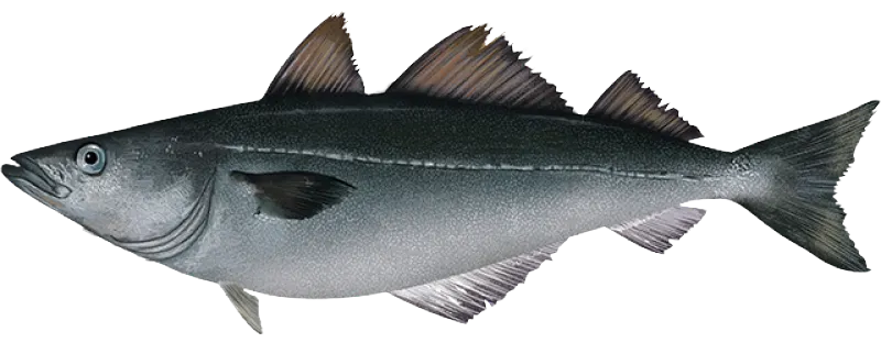 Atlantic pollock