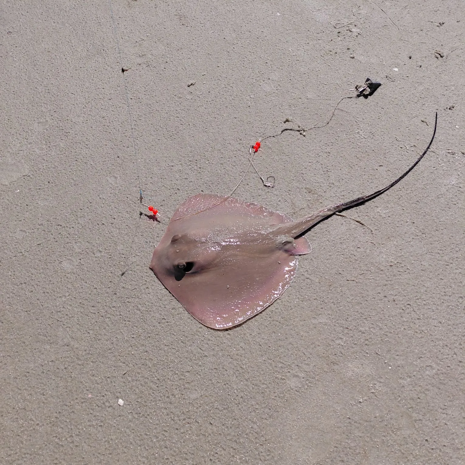 Atlantic stingray caught on Fishbrain