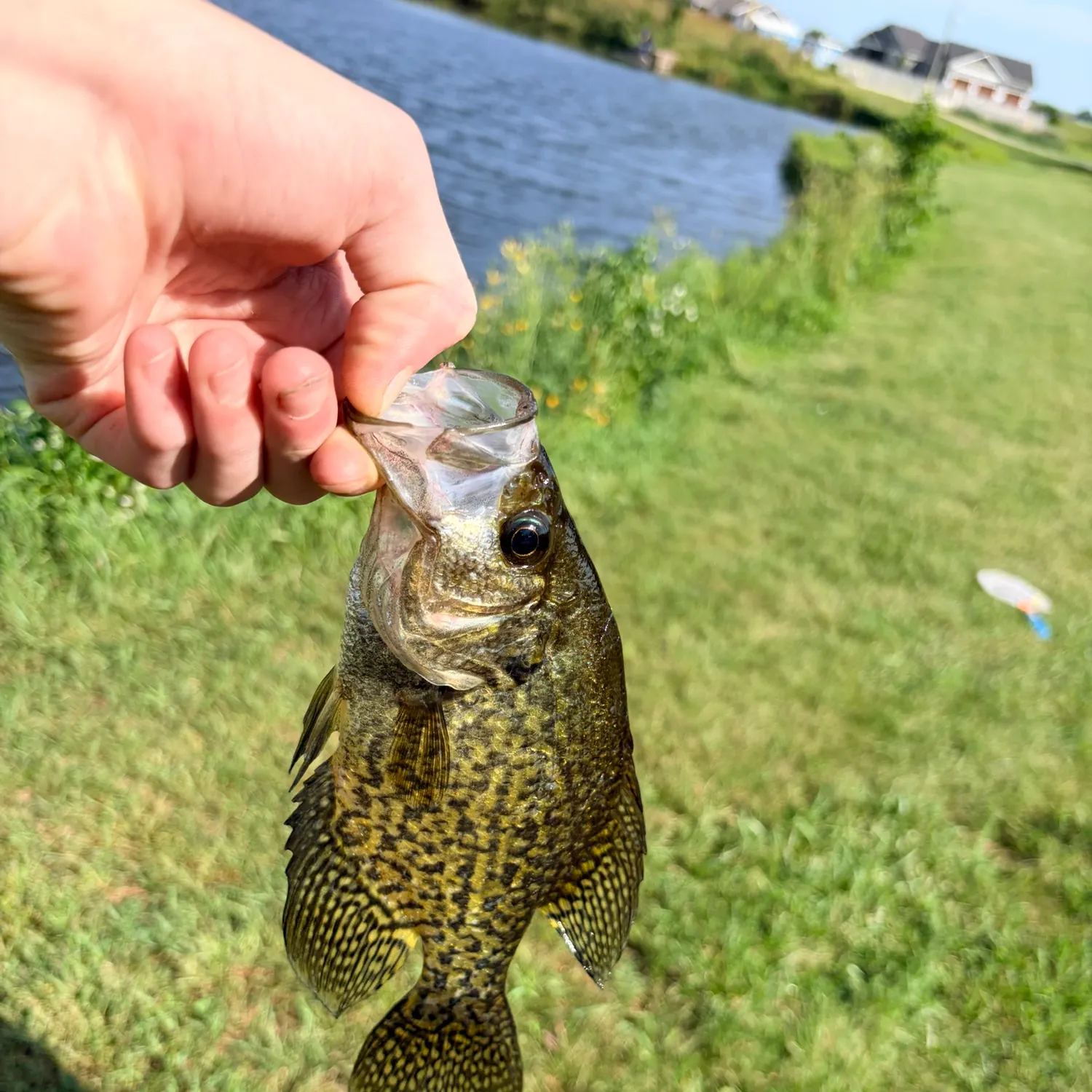 Black crappie caught on Fishbrain