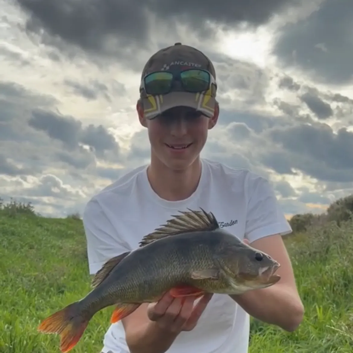 European perch caught on Fishbrain