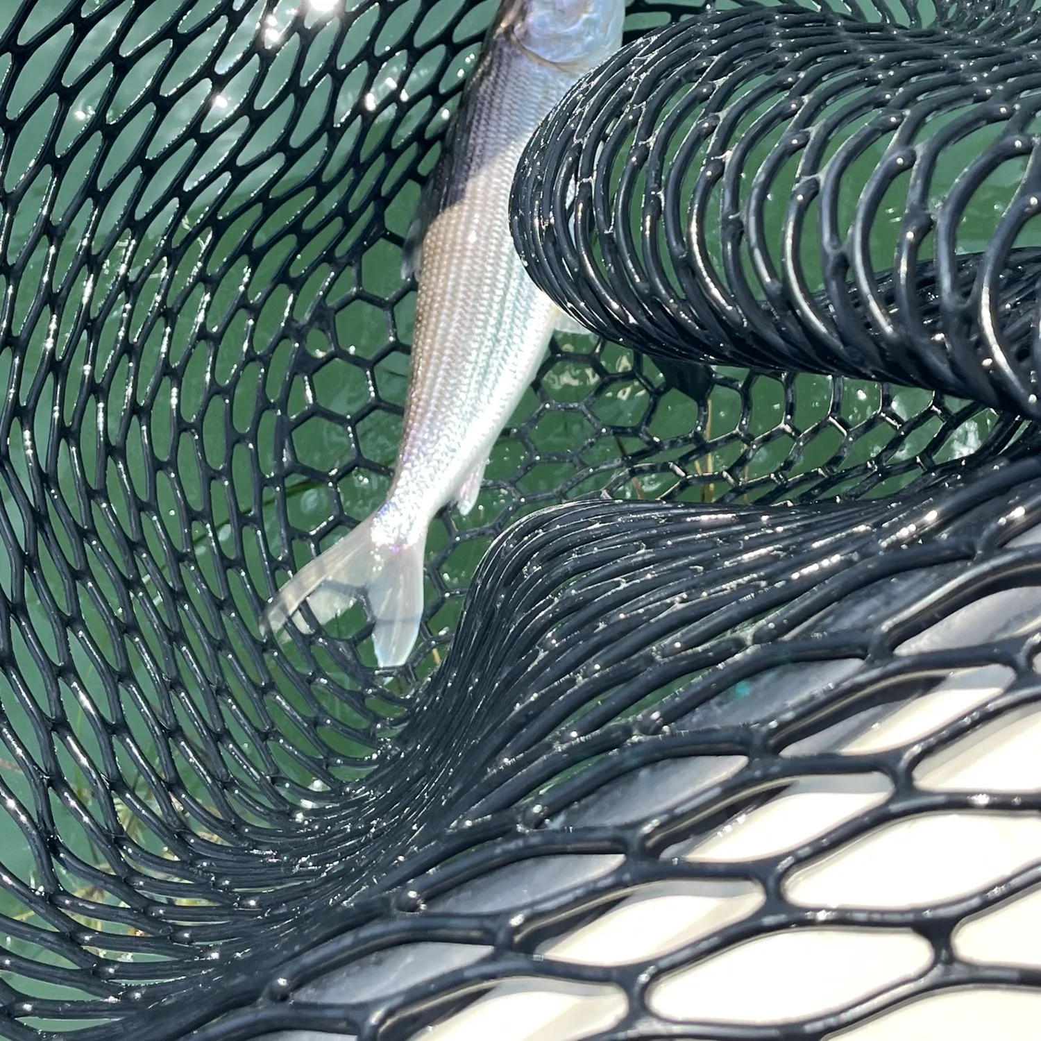 The most recent West Atlantic bonefish catches on Fishbrain