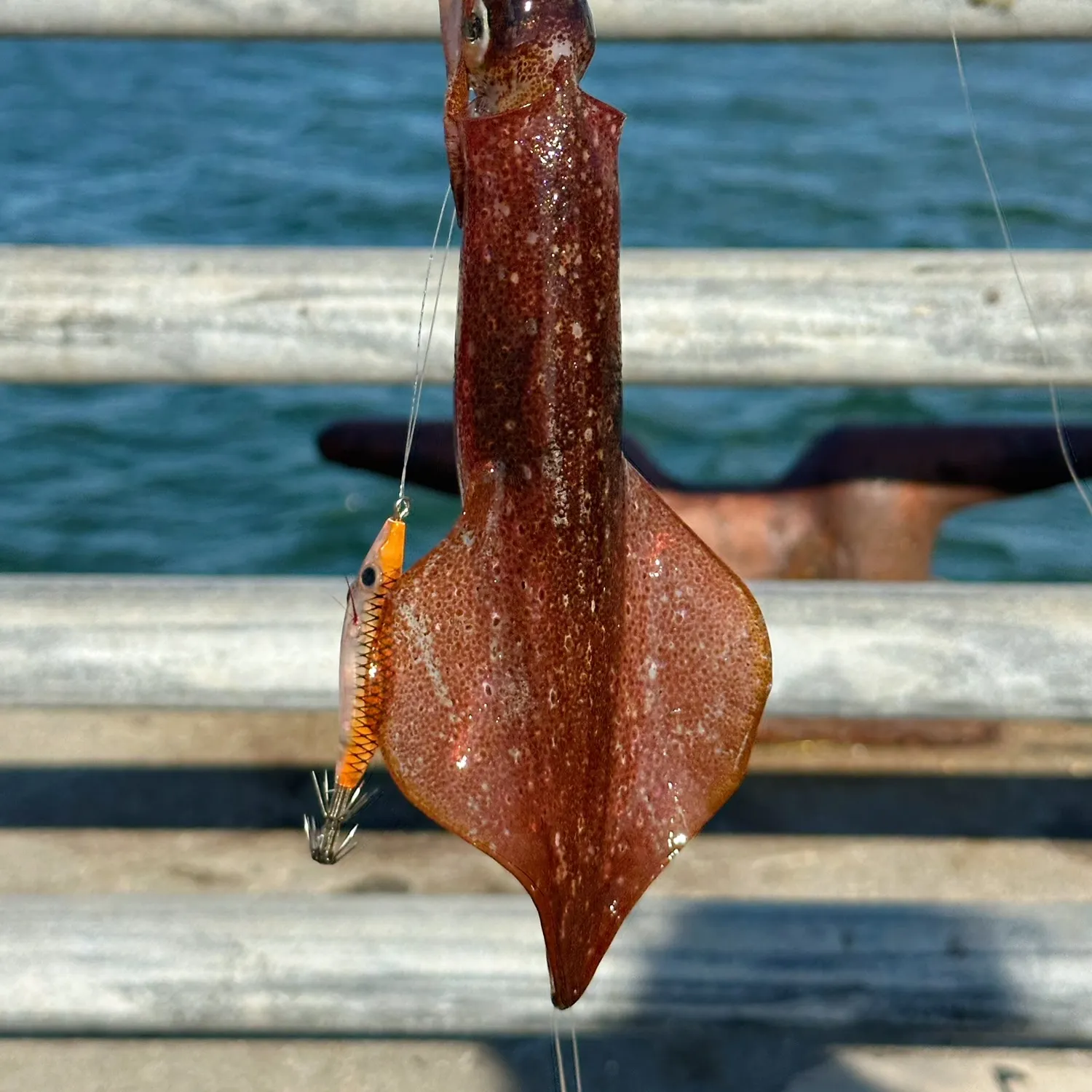 The most recent Longfin inshore squid catches on Fishbrain