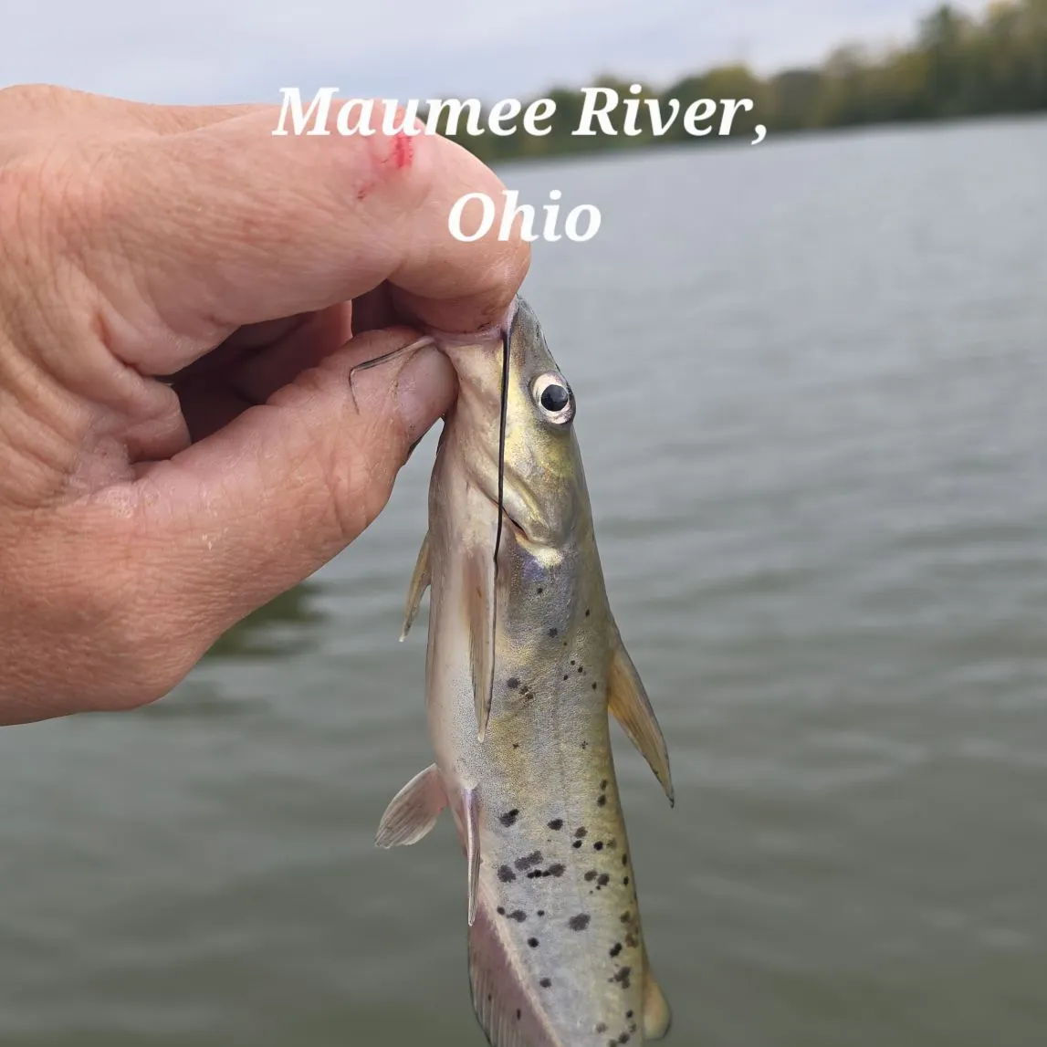 Channel catfish caught on Fishbrain