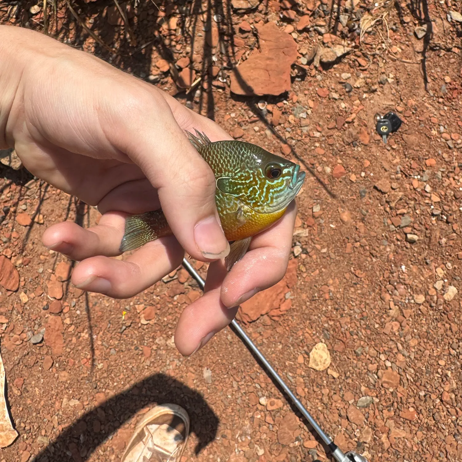 The most recent Plains longear sunfish catches on Fishbrain