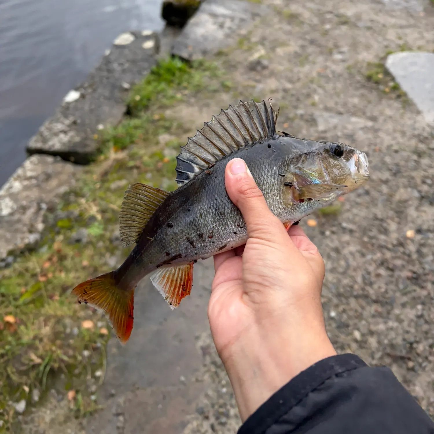 European perch caught on Fishbrain