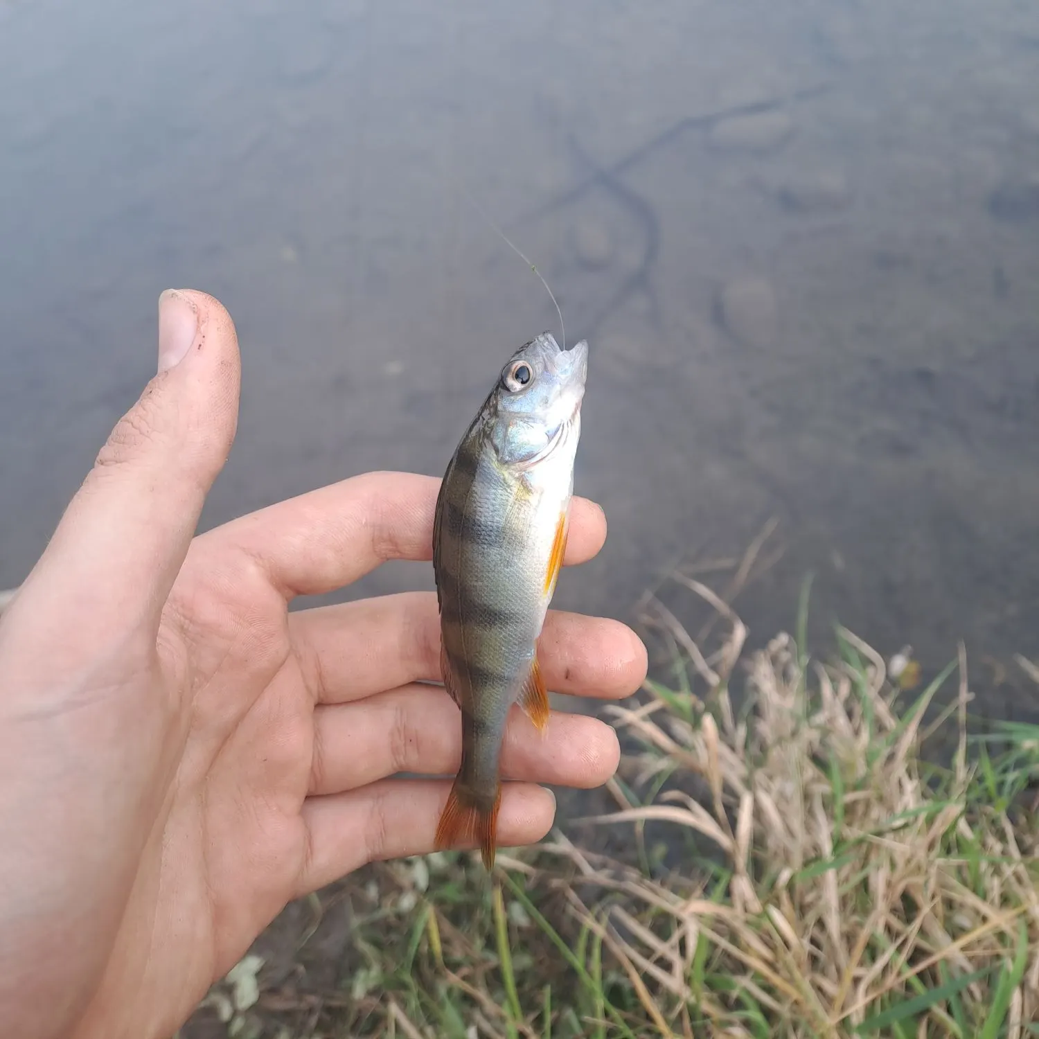 European perch caught on Fishbrain