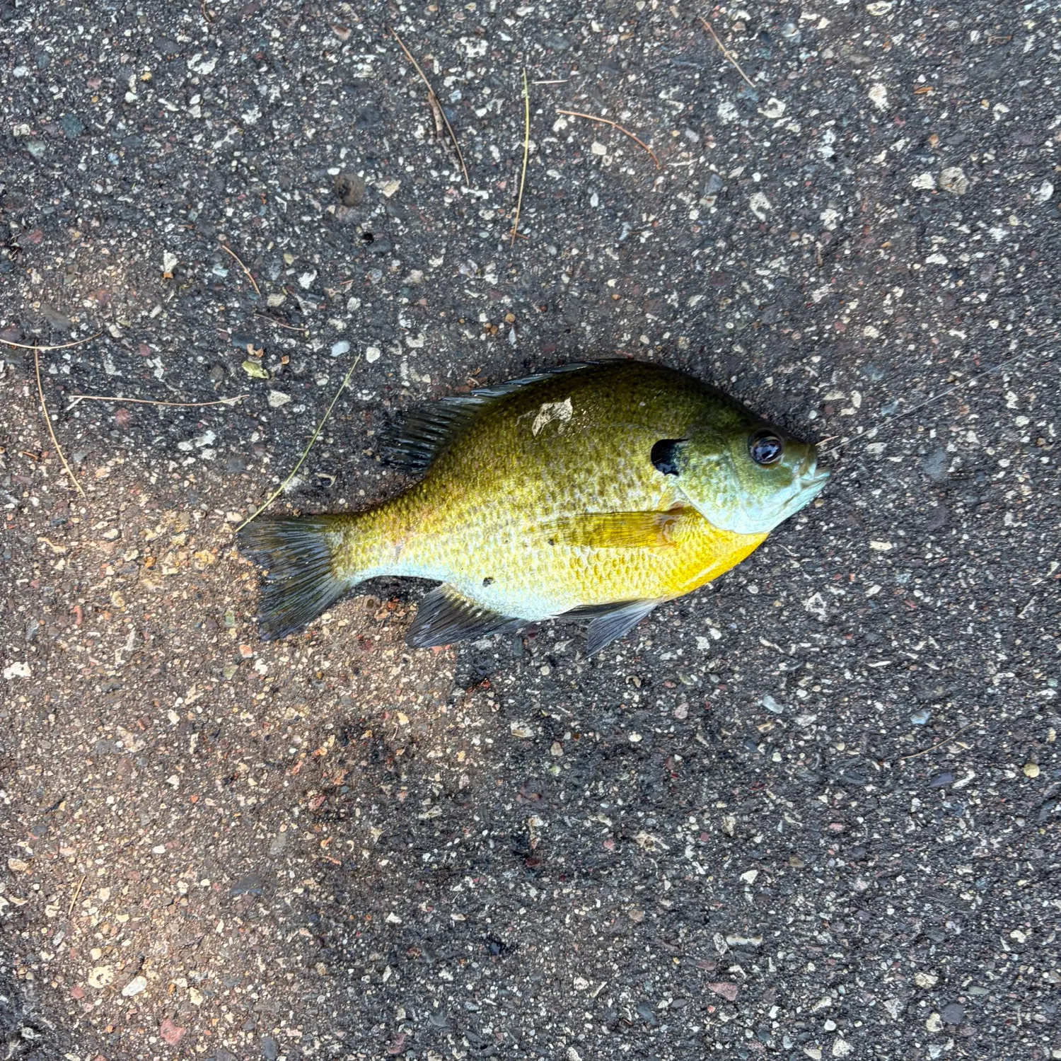 Bluegill caught on Fishbrain