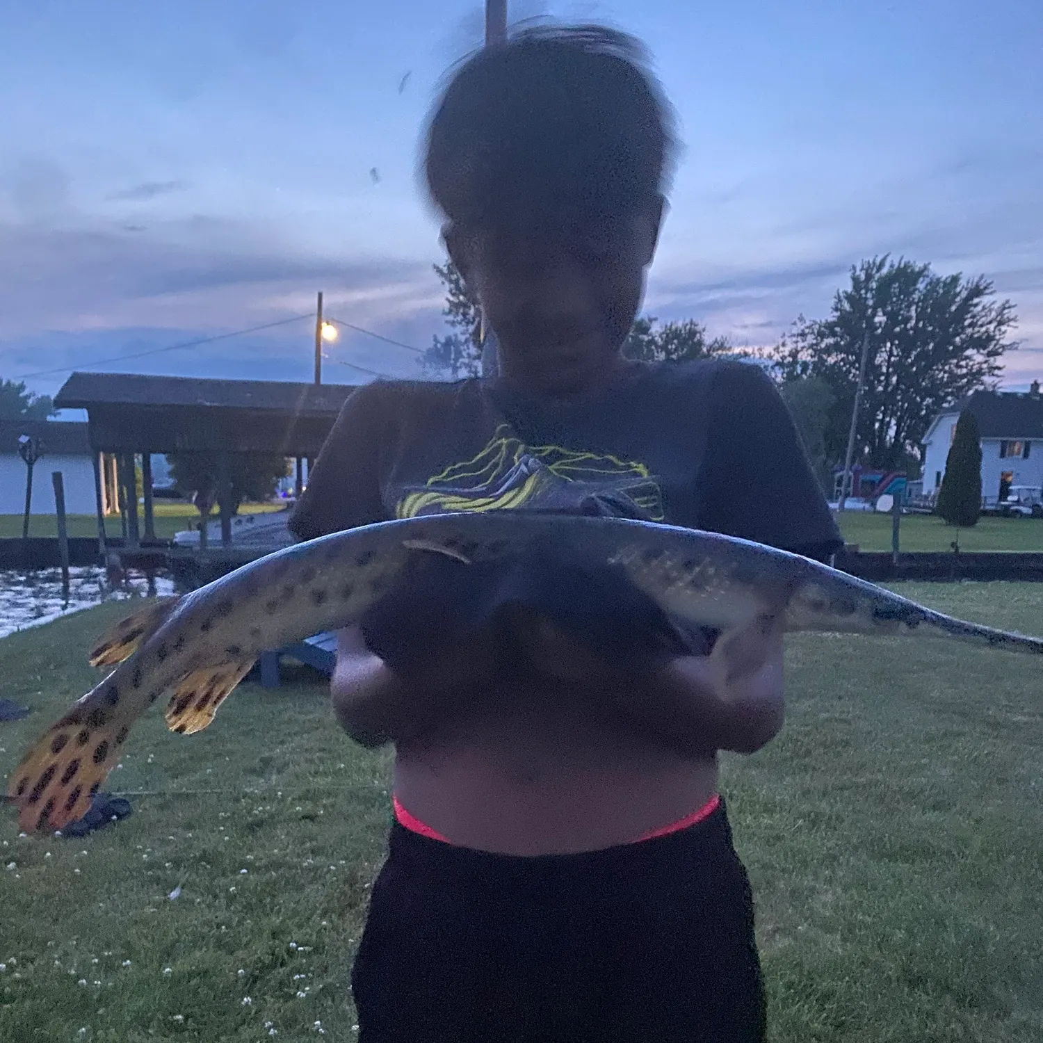 The most recent Spotted gar catches on Fishbrain