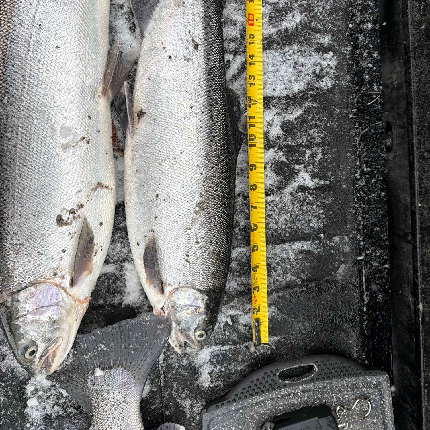 The most recent Steelhead catches on Fishbrain