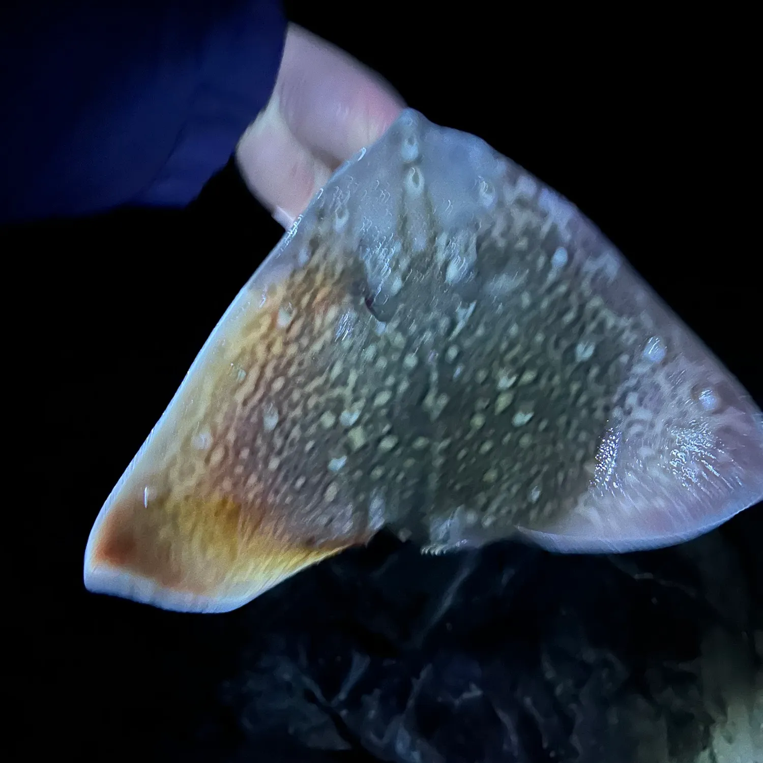 The most recent Thornback ray catches on Fishbrain