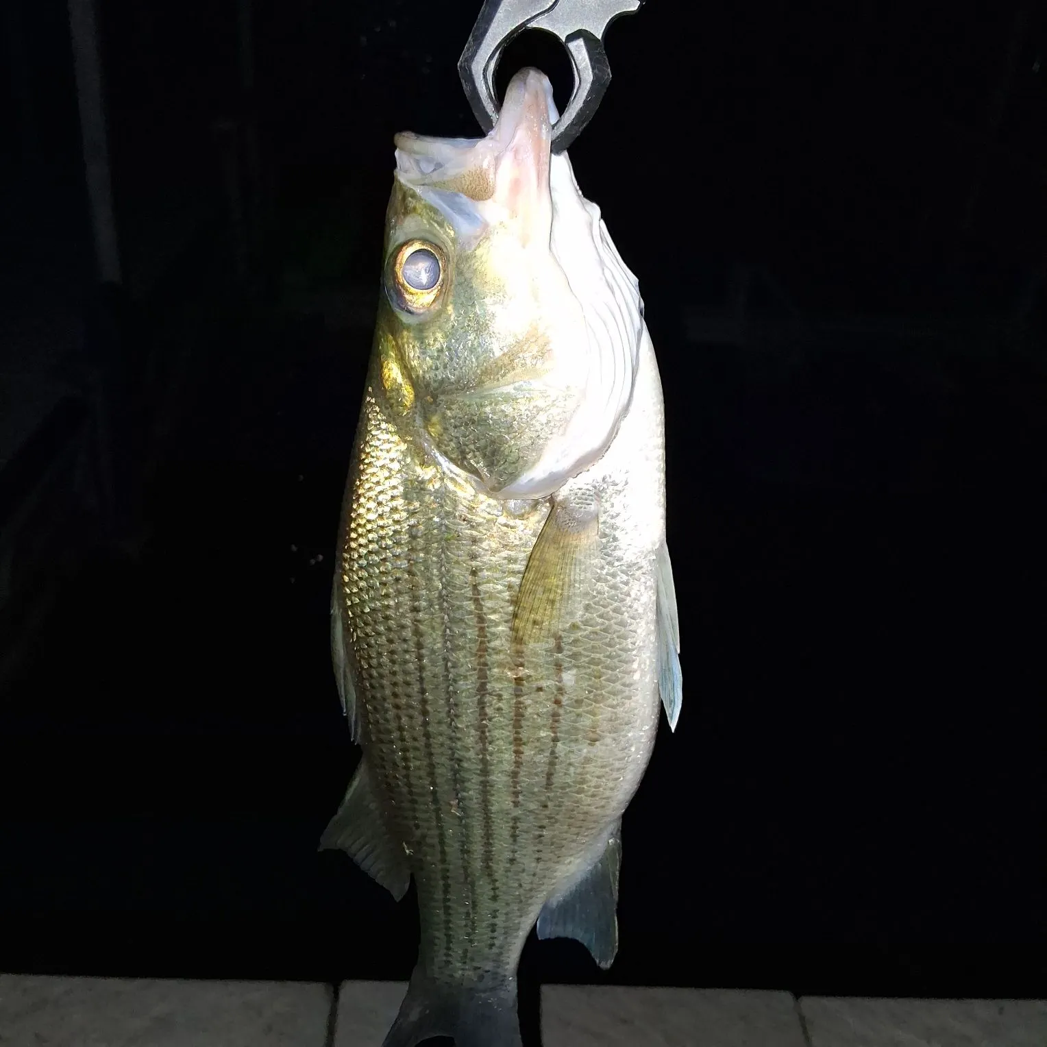 Wiper caught on Fishbrain