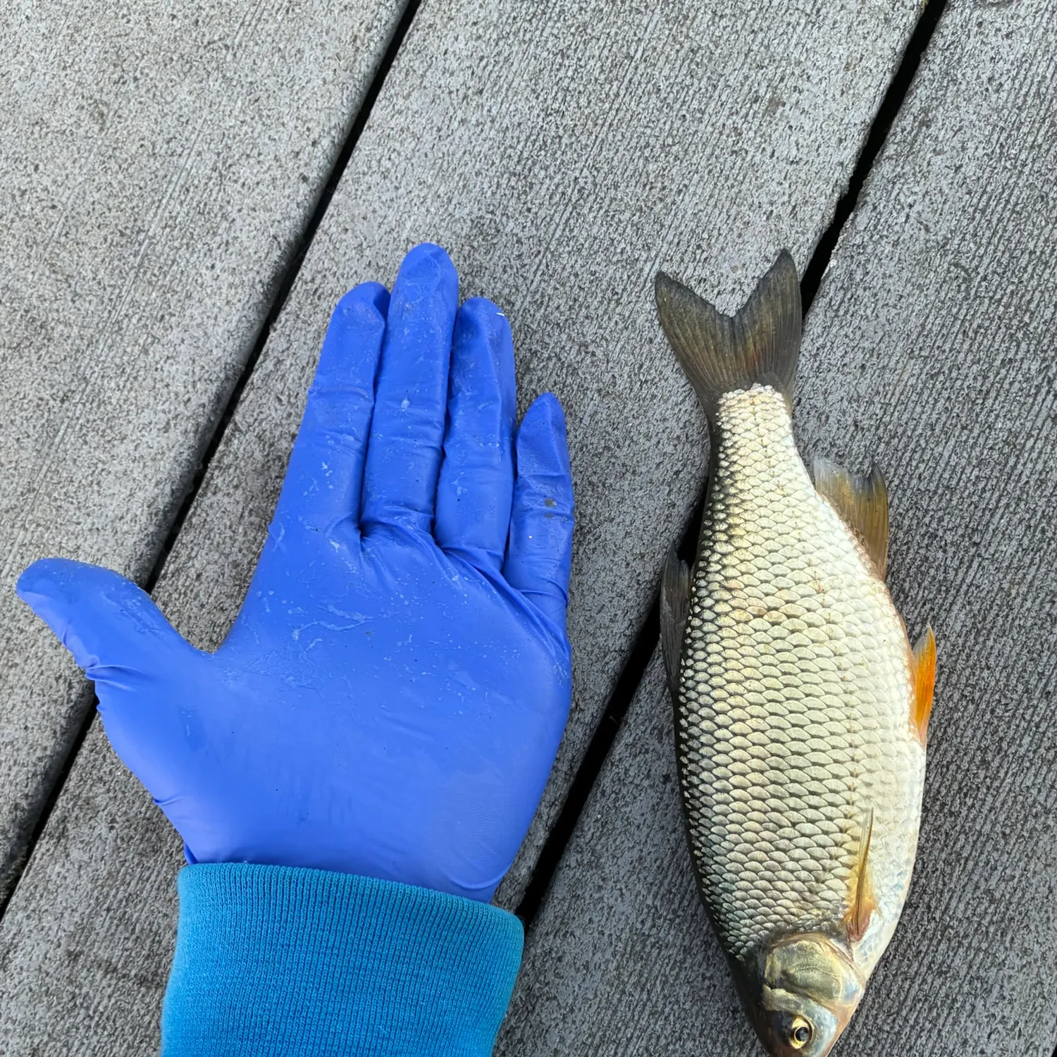 Common roach caught on Fishbrain