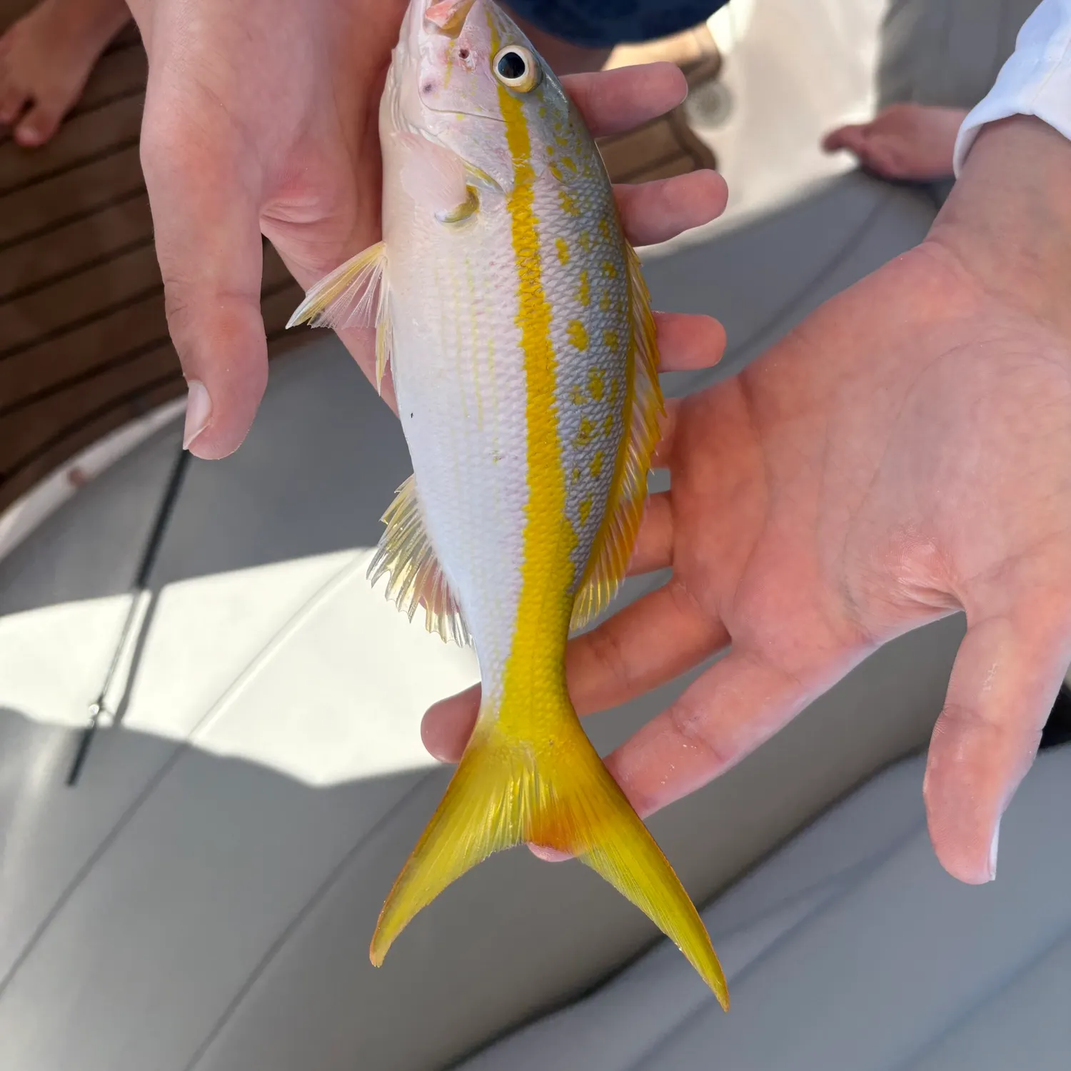 The most recent Yellowtail snapper catches on Fishbrain