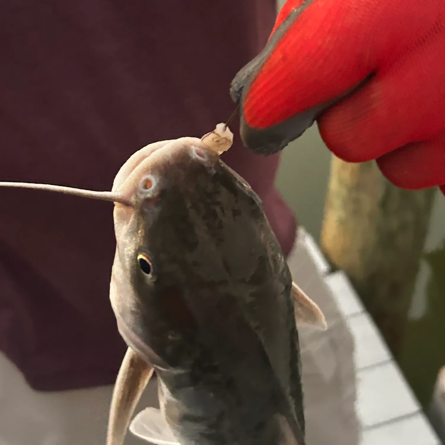 The most recent Broadhead catfish catches on Fishbrain