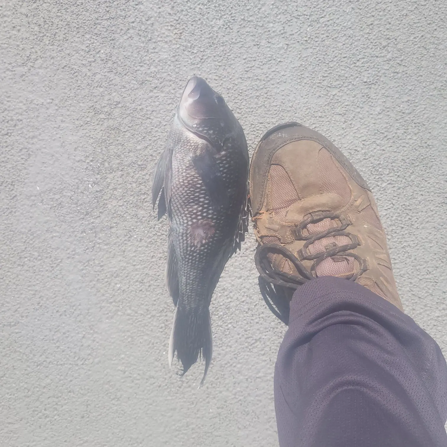 Black sea bass caught on Fishbrain