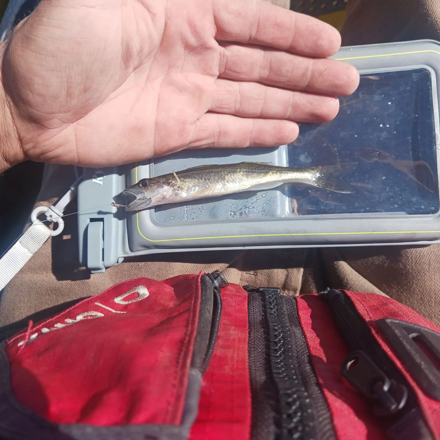 Walleye caught on Fishbrain