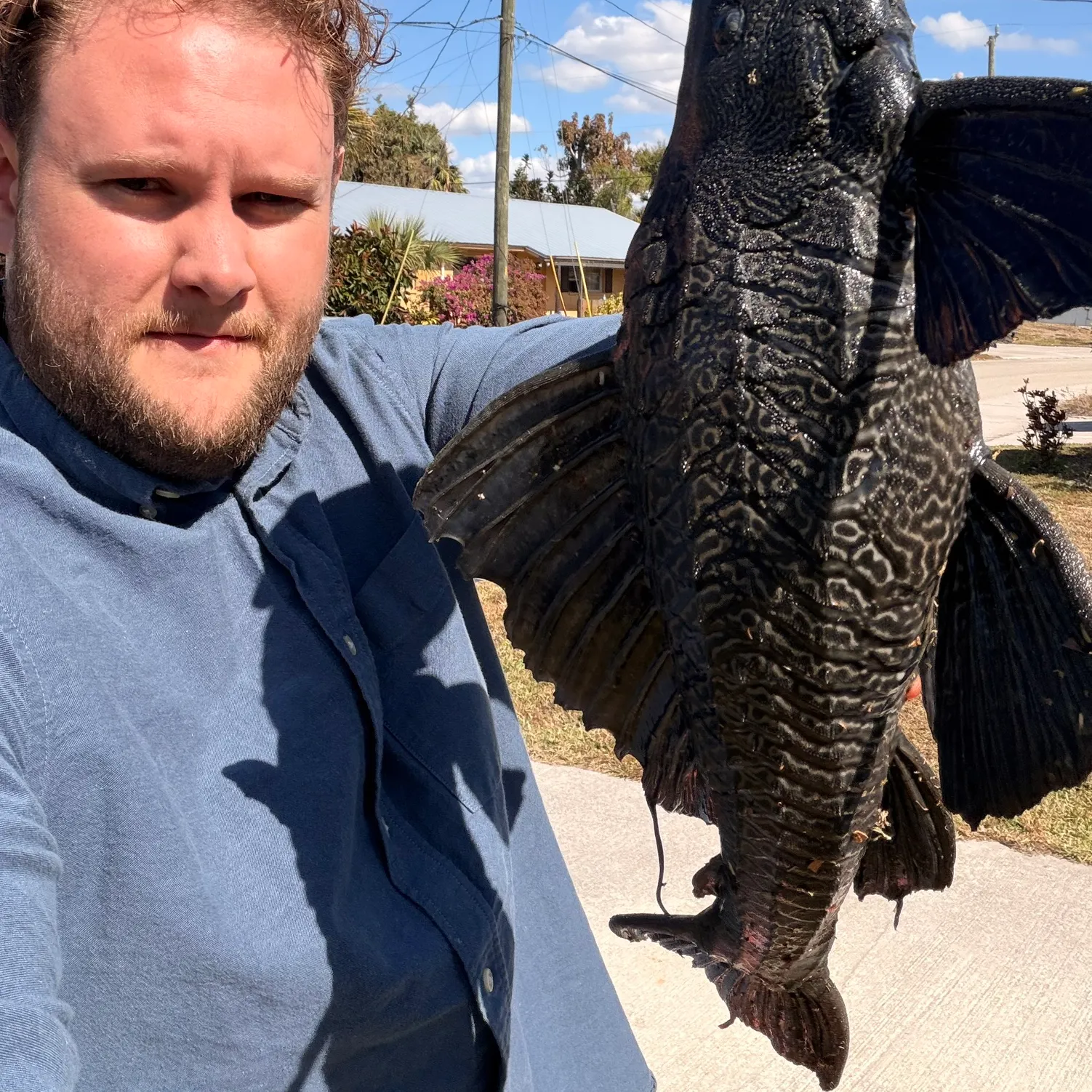 The most recent Vermiculated sailfin catfish catches on Fishbrain