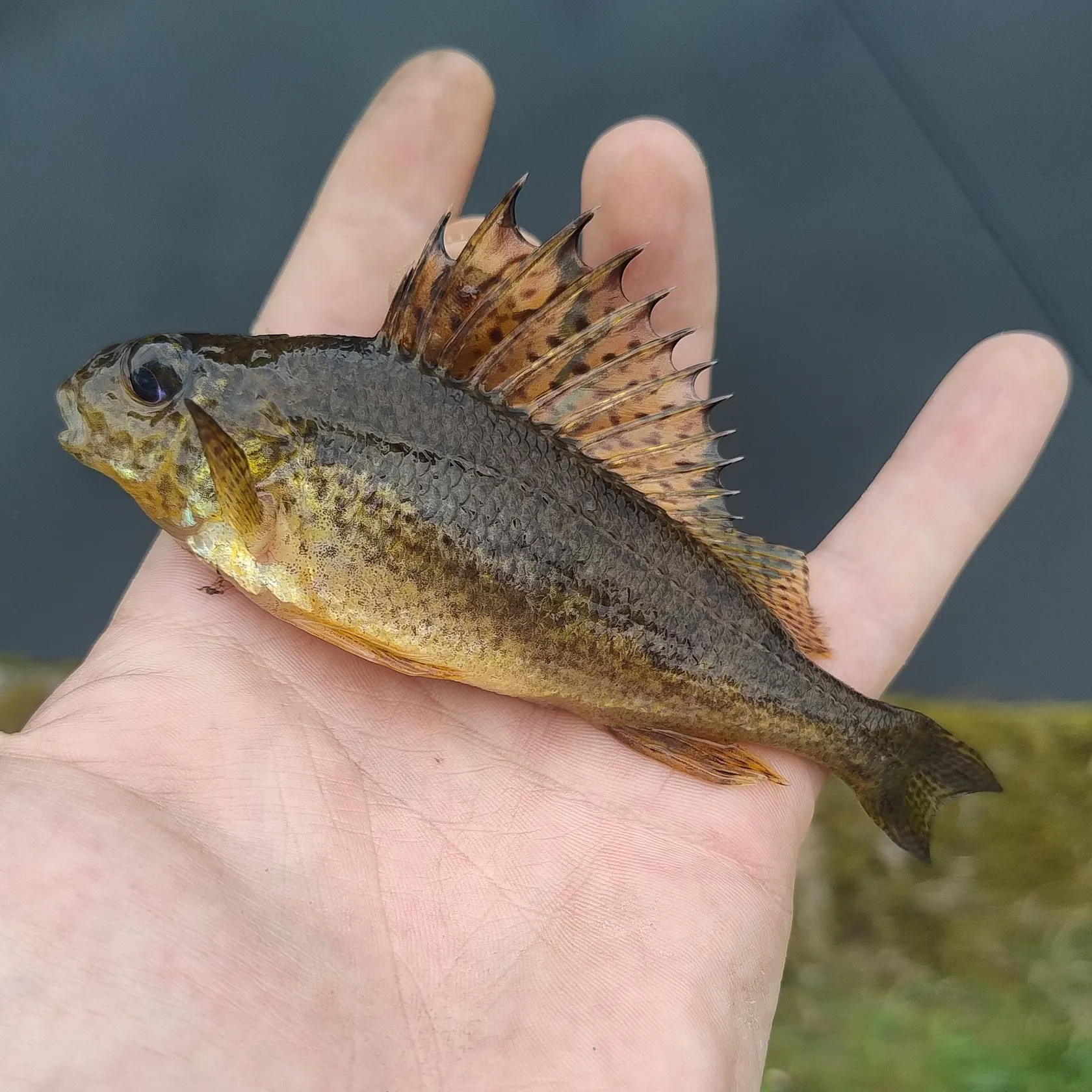 The most recent Eurasian ruffe catches on Fishbrain