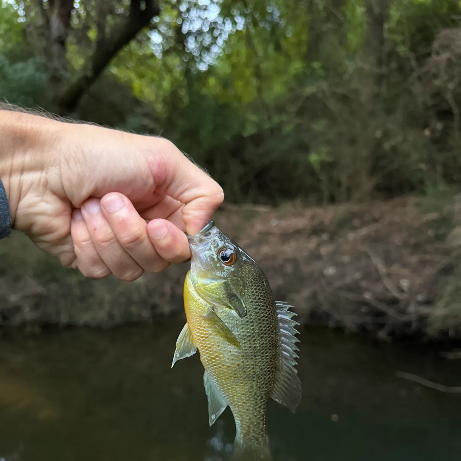 Redbreast sunfish caught on Fishbrain