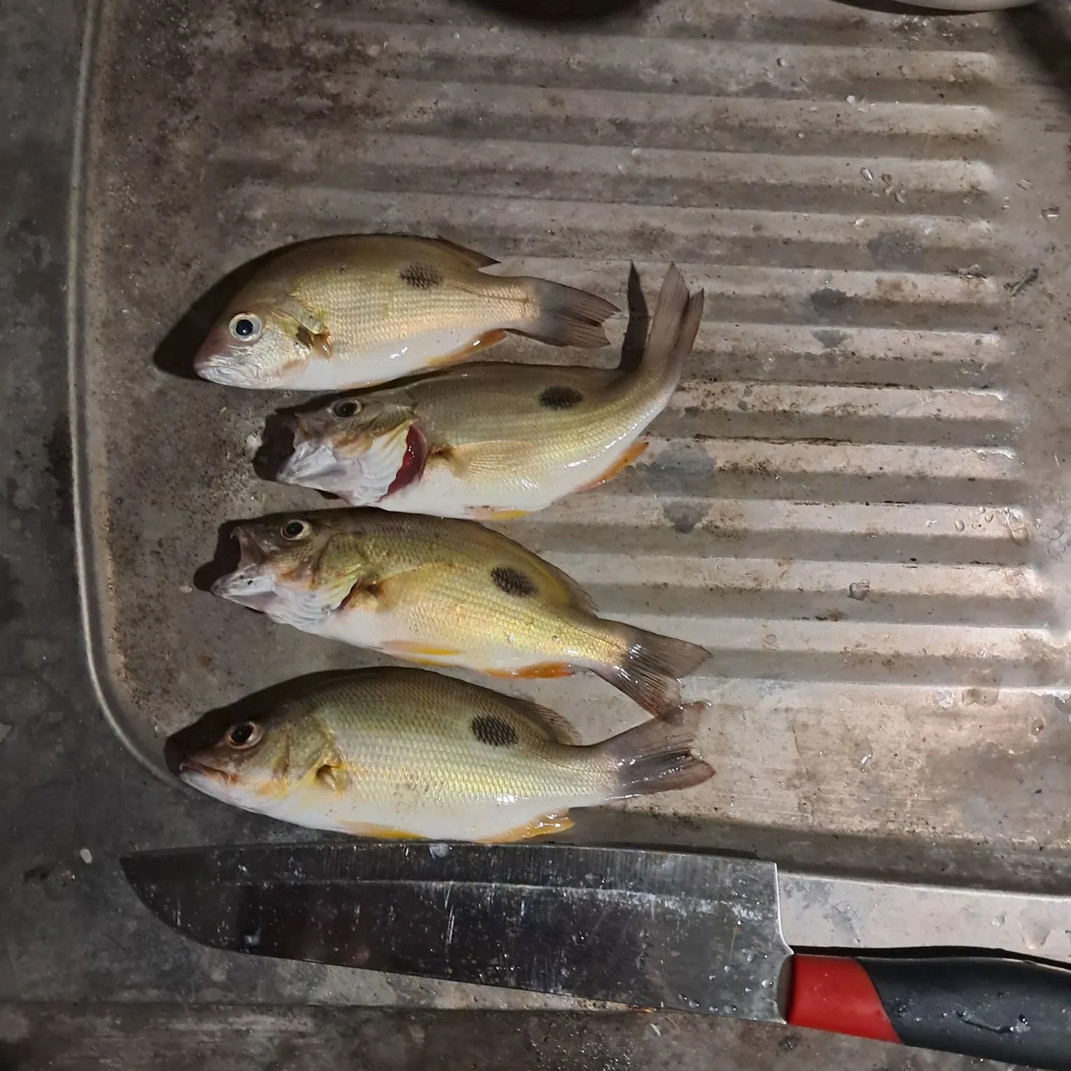 recently logged catches