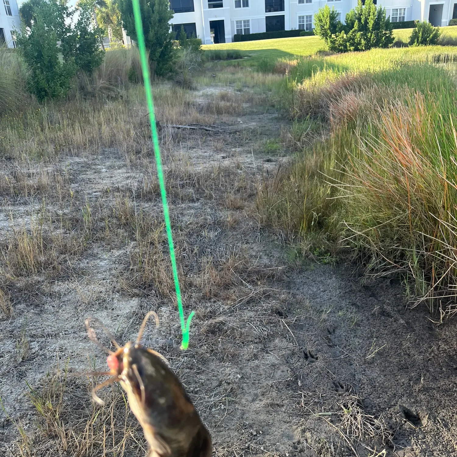 Walking catfish caught on Fishbrain