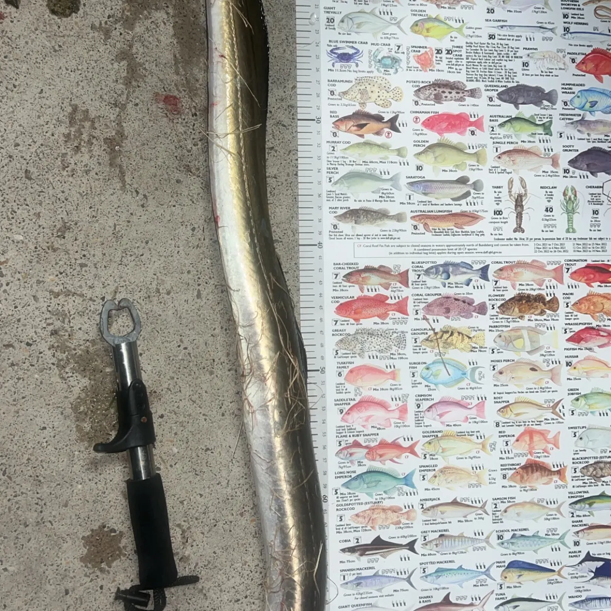 recently logged catches