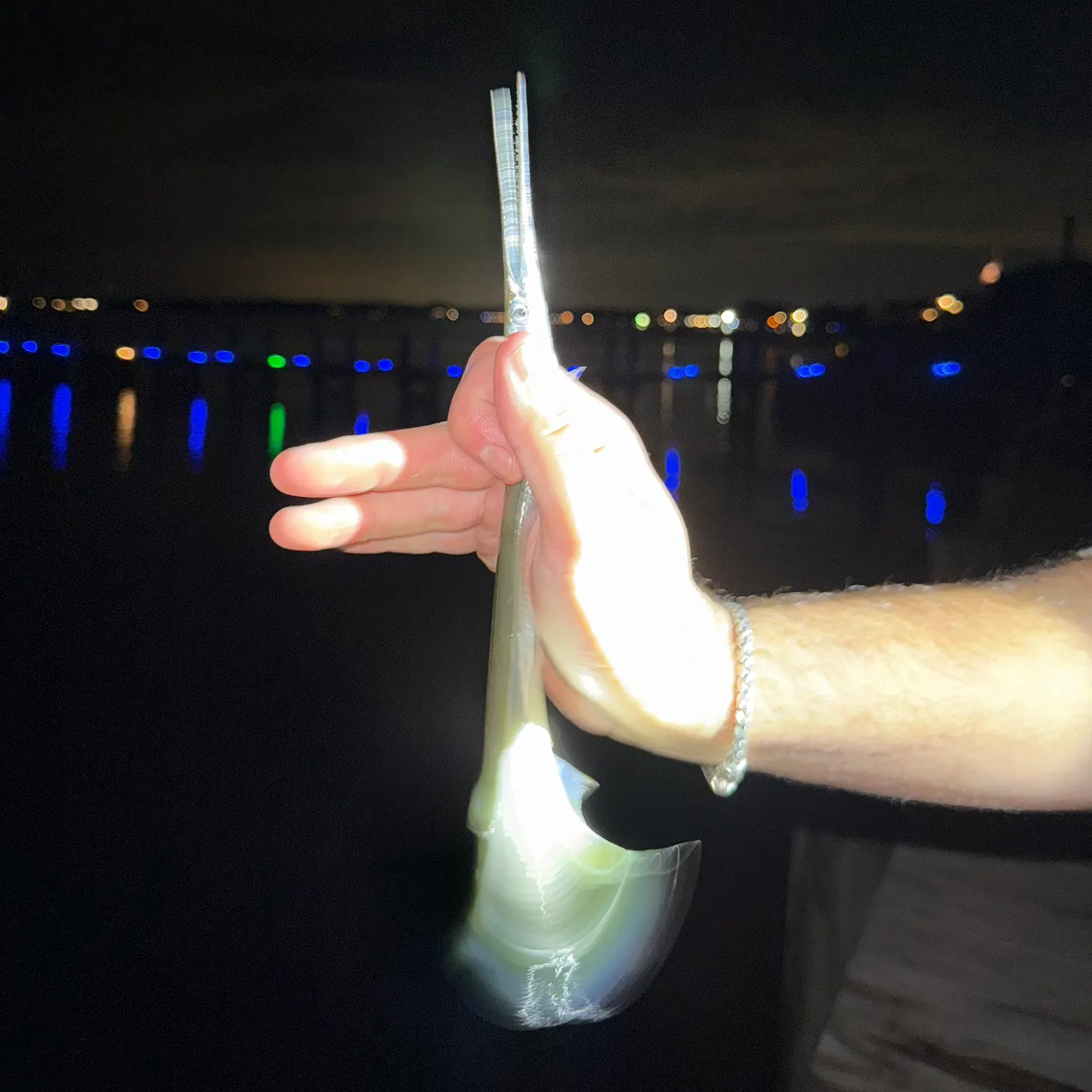 The most recent Atlantic needlefish catches on Fishbrain