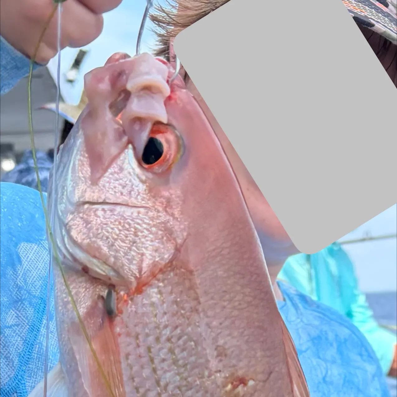 The most recent Vermilion snapper catches on Fishbrain