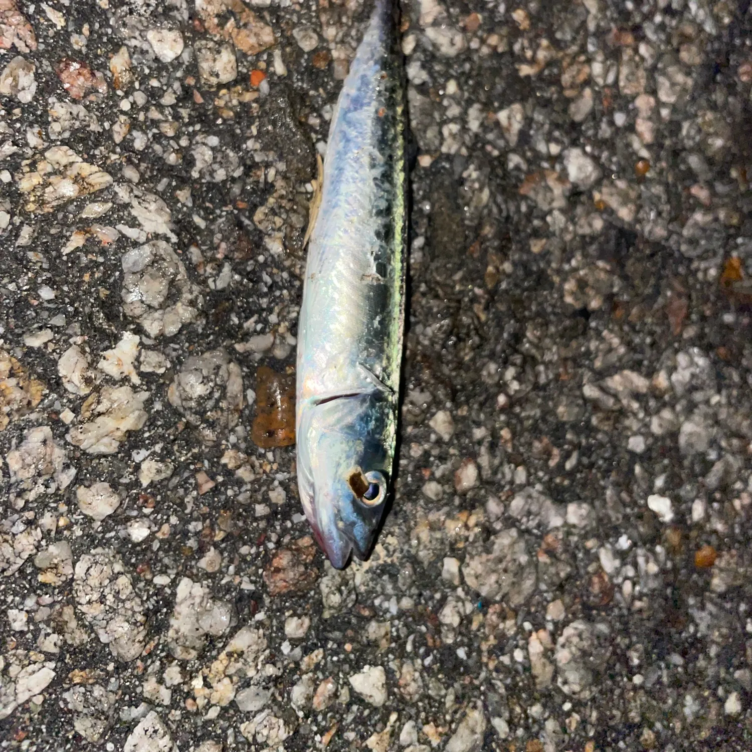 The most recent Bay anchovy catches on Fishbrain