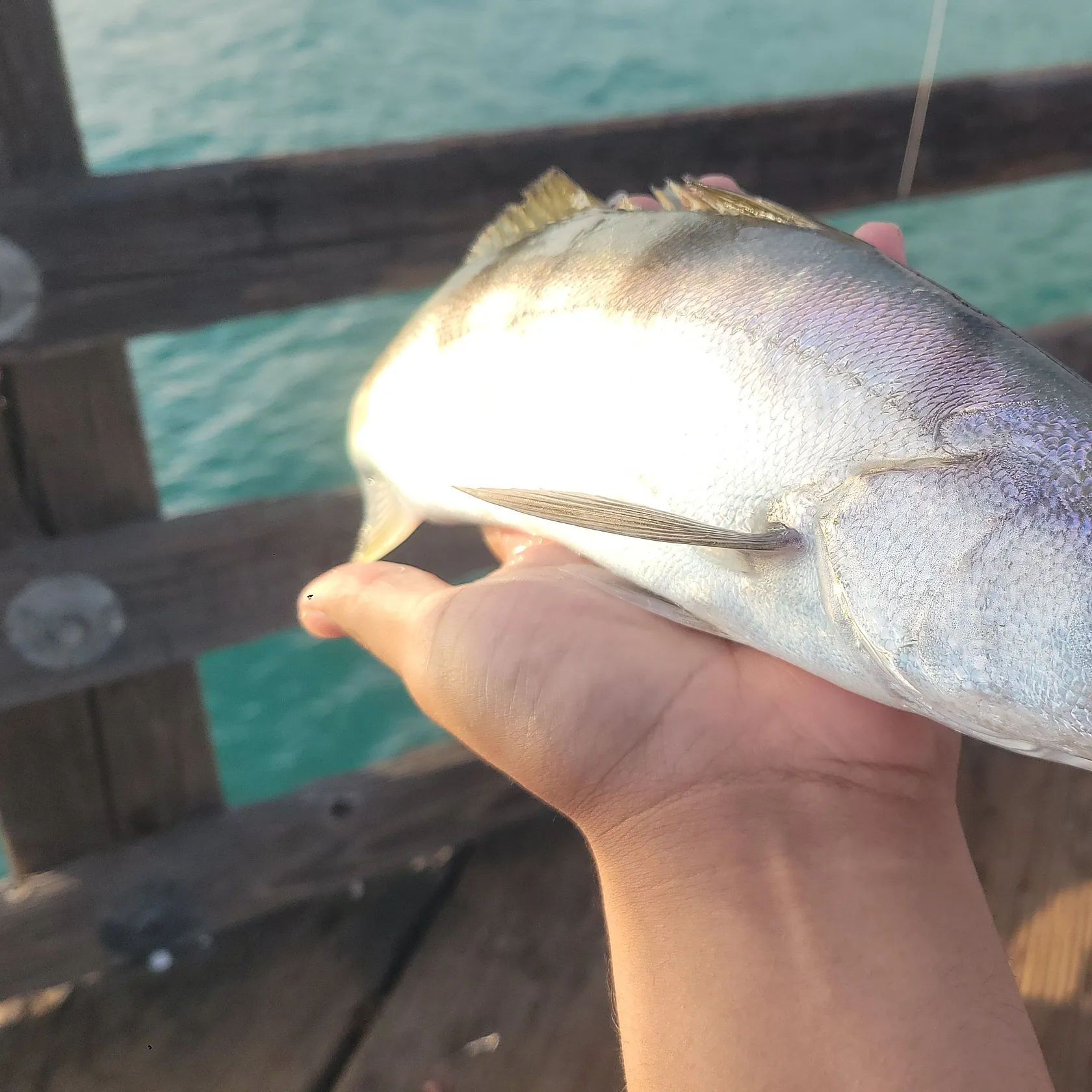 The most recent White seabass catches on Fishbrain
