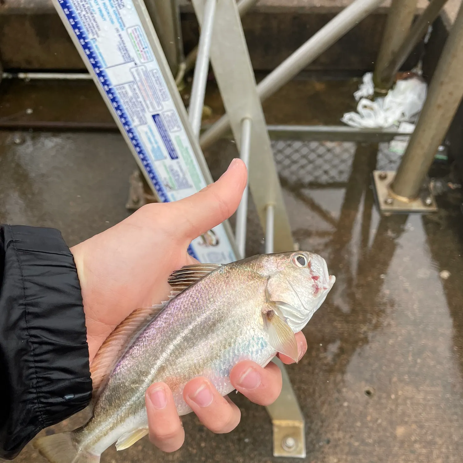 Spot croaker caught on Fishbrain