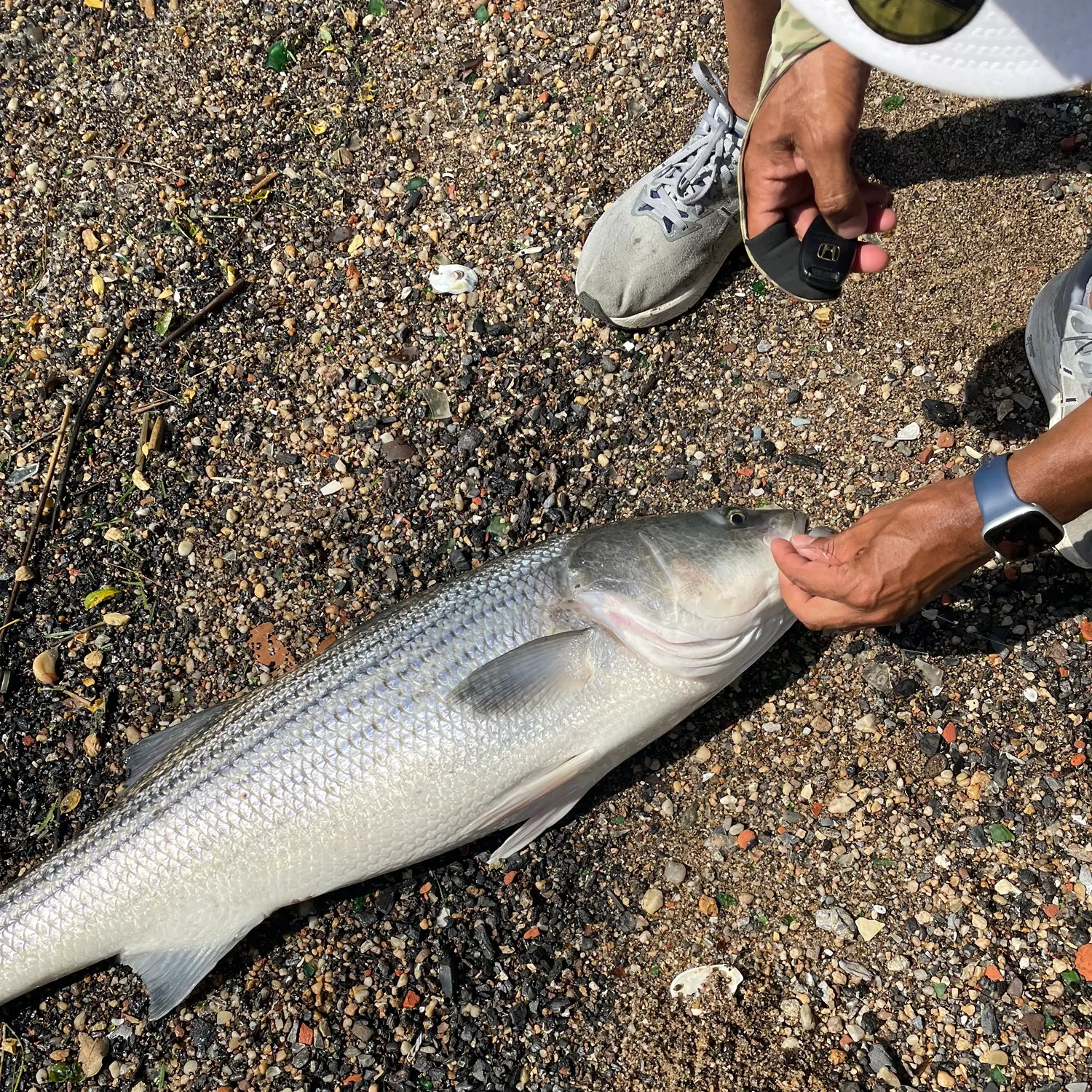 catch