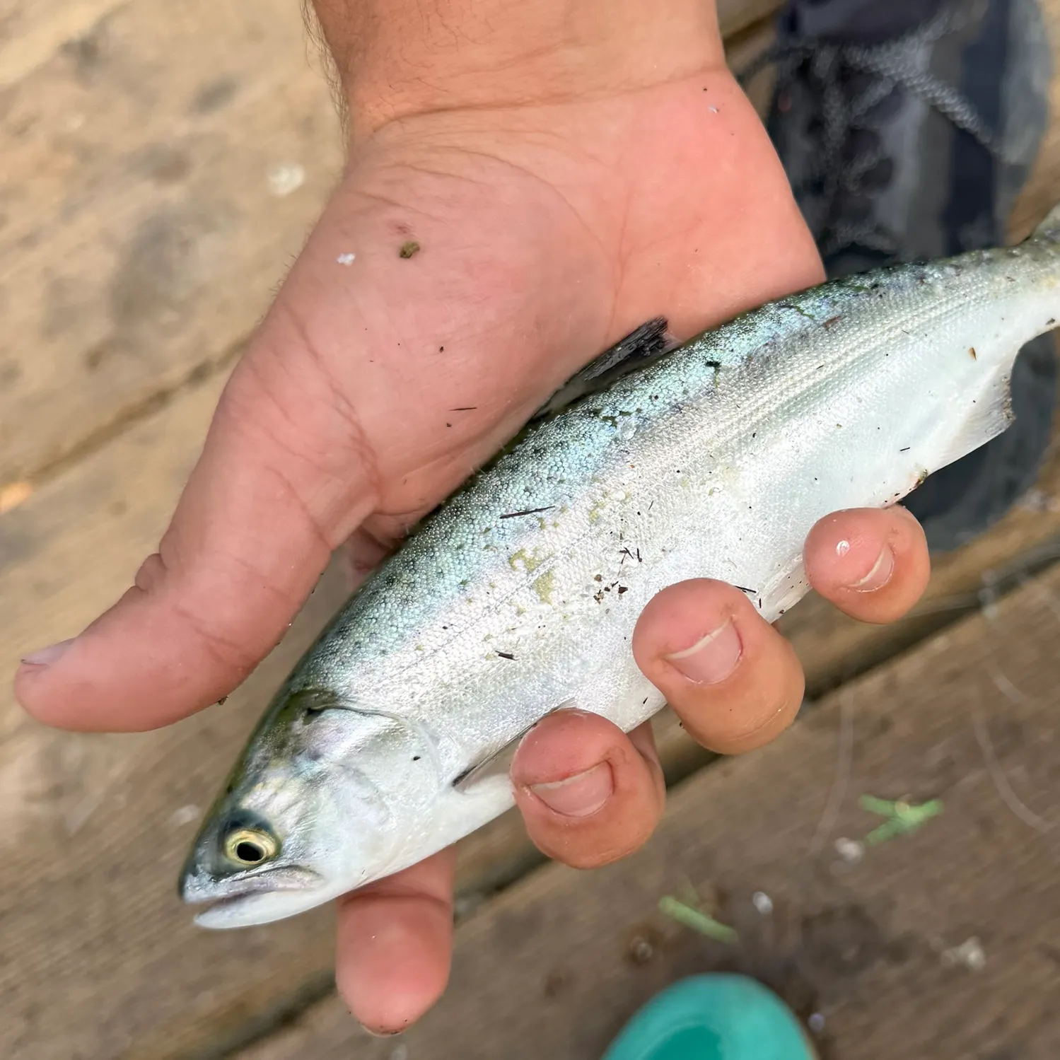 Fish caught on Fishbrain