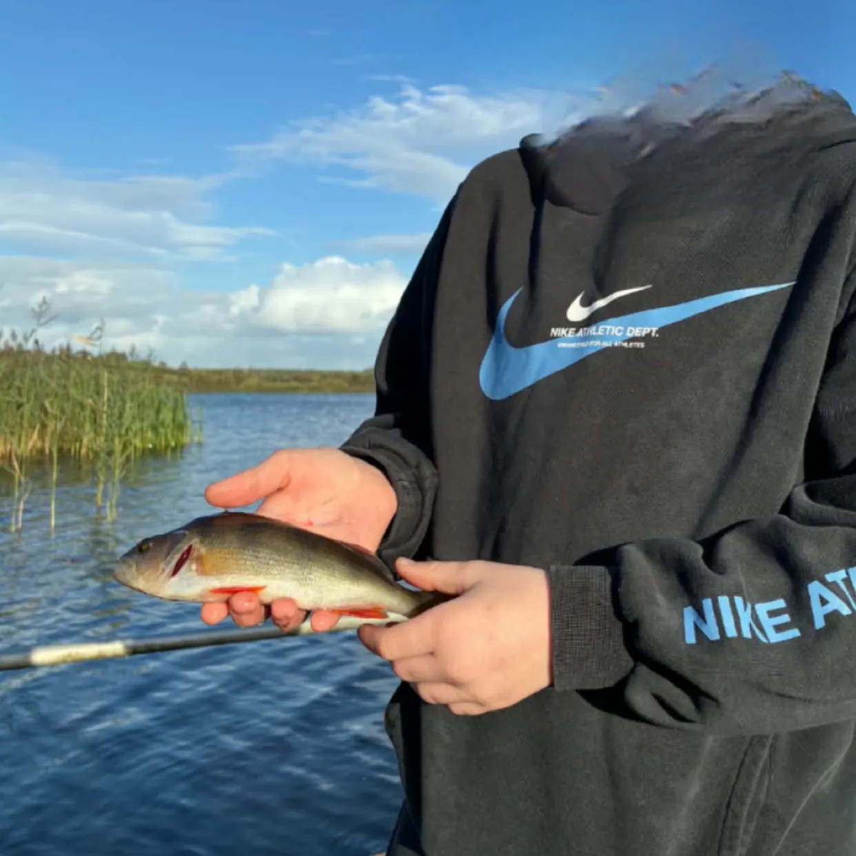 European perch caught on Fishbrain