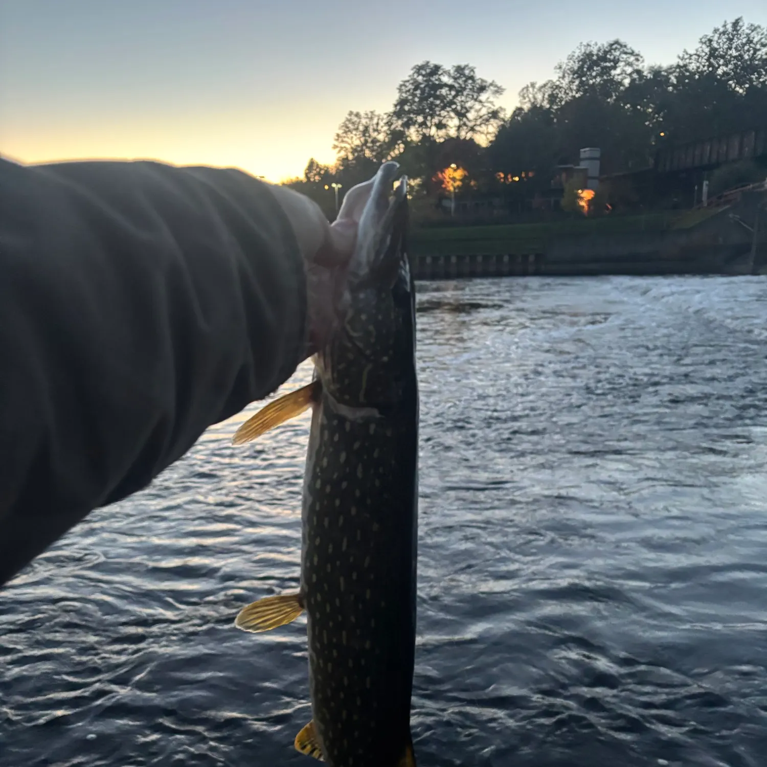 Northern pike caught on Fishbrain